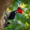 Datel svetlezoby - Campephilus guatemalensis - Pale-billed woodpecker 2477